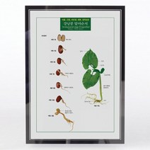 (JLS) 강낭콩 영구표본 발아순서 영구보존용 입체표본 (210x297mm) 생물영구표본