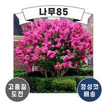 (나무85) 핑크벨루어 R4 내외 개화주 분