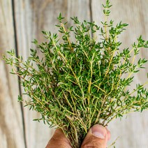 타임 허브 생잎 100g (thyme) 향신료 붉은색, 타임 100g, 0없음