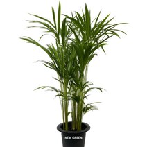 아레카야자 공기정화식물 특최상급 100cm내외, 1개