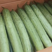 남도5일장 국내산 백다다기오이 4kg 8kg ( 못난이 믹스), 1개