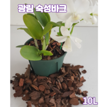 숙성 화분갈이바크10L 소나무 껍질 서양란분갈이전용 블루베리 아로니아 원예 조경용 파충류바닥재