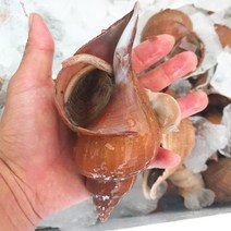 업소용 명주매물고동 심해소라 대나팔고동 왕소라 심해고동 소 중 대 왕특 1kg, 심해고동-소중대1kg, 1개