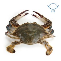 산지직송 국내산 서해바다 자연산 꽃게 2kg 급냉꽃게 암꽃게 숫꽃게 냉동꽃게, 암게 (8-10미) 2kg, 1개