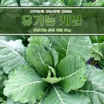 유기농인증 즙용케일 3kg, 유기농 즙용케일 3kg