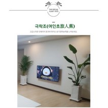 서울경기인천[반값화분] MAIN-대형극락조160 직접배송 축하화분 개업화분 거실화분 카페화분 인테리어화분 아레카야자 극락조 알로카시아 파키라 고무나무, 사각블랙