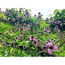 [해찬농원]으름나무