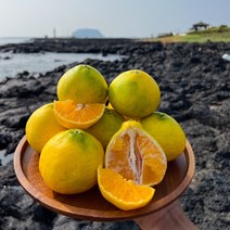 농협납품 제주 황금향 선물용, 5kg