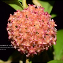 오!플랜트 (단일상품)호야 민도렌시스(핑크) 중품 희귀호야 행잉플랜트 키우기쉬운식물, 식물만, 1개