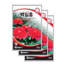 백일홍 씨앗 100립 백일초 종자 zinnia seed, 3개