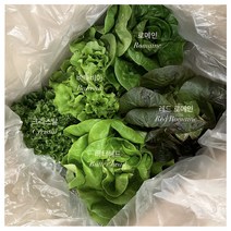 친환경 무농약 유러피안 샐러드 상추 1kg 2kg 로메인 버터헤드 당일 수확 당일 출고 수경재배 무농약 상추