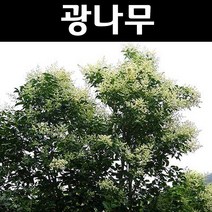 광나무 키1.5m 1개/나무 묘목/상록수/조경용