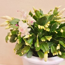 게발선인장대품W 꽃피는 다육 꽃선인장 가재발선인장 크리스마스선인장30