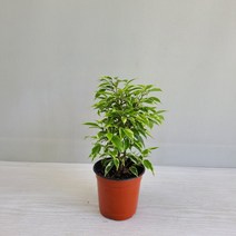 온누리농원/ 나타샤벤자민 /공기정화식물/ 반려식물