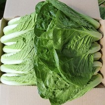 싱싱 얼갈이 배추 국내산 얼갈이 2kg 4kg 1개 채소한의식탁, 얼갈이2kg