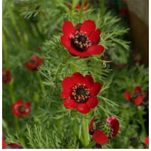 (좋은씨앗) 붉은 복수초 약100립, 1개