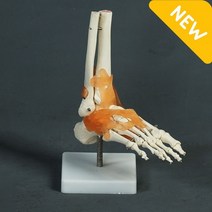 발 관절 모형 인대가 잘 표현된 학교 병원 과학실 납품 고급 제품
