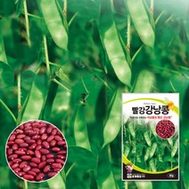 비넝쿨 빨강강낭콩씨 빨강강낭콩종자 씨앗 30g 대포장 600g