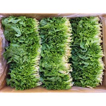 야채왕 쌈배추 쌈추 1kg(0.9~1kg) 1박스, 1개