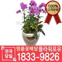 웨딩 서양난 서양란 동양난 동양란 승진축하 인사이동 개업 선물 꽃배달 개업화분