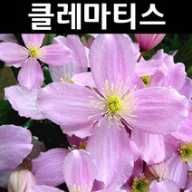 클레마티스(큰꽃으아리) 몬타나 바루벤스 포트 1개/꽃숙근/조경용