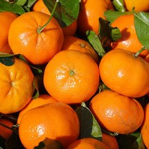 청정 제주 바닷바람 맞은 노지 감귤, 소과 10kg(2S)