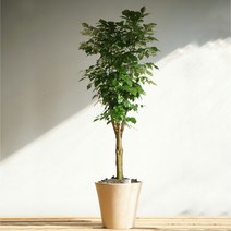 플라워바인 대형 녹보수 이태리토분, 추가+3천원, 토분받침+1만원