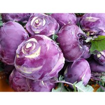 띠앗농장 직접재배한 제주 콜라비 5/10/15, 15kg대과(18개이하)