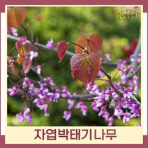 박태기나무 묘목 자엽박태기 2L화분 1개