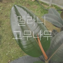 *쟈스민 식물* 멜라니 고무나무 (소), 1개, 해초 바구니