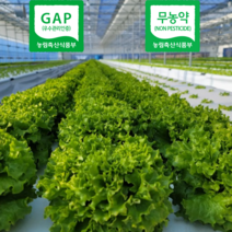샐러드채소모음 유로피안샐러드 당일수확 농가직송 1kg, 500g