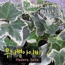 허브여울 무늬별아이비(실내공기정화식물/노지월동) 지름 9cm소품, 1개