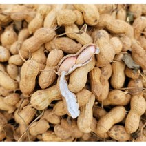국산 자연건조 생피땅콩 1kg, 1개