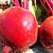 제천 레드비트 비트제철 비트농장 비트 생비트 샐러드용채소, 1박스, 10kg