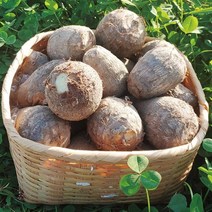 22년 국산 토종 무농약 알토란 깐토란 특품 1kg, 1개