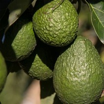 고씨네 특급 아보카도1.5KG 아보카도오일 아보카도먹는법 아보카도효능 아보카도요리 아보카도셀러드, 특급 아보카도 1.7kg, FREE
