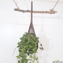 그늘에서잘자라는식물 습도올리기 실내공기정화식물 아몬드페페 거꾸로사는식물 공기청정식물, ☞ 해당 상품 선택하기_ICanShop™, 본상품
