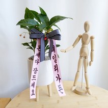 데일리가든 천냥금 행운을불러오는식물 탁상용 개업화분 + 인테리어 우드스탠드화분 + 리본 메시지