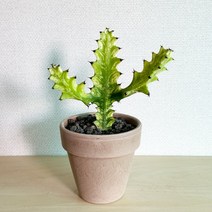 라임고스트(청화각금/청하각금) 선인장 이태리토분 세트