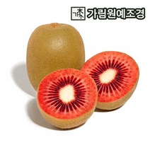 키위나무 유실수 키위 가림원예조경, 레드키위(접목2년생)
