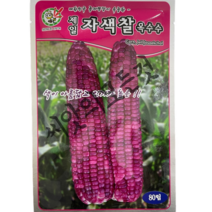 자색옥수수씨앗80립 빨간찰옥수수종자 제일