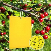 송판 격파 노란색 플라이 트랩 버그 스티커 보드 양면 잡기 진딧물 곤충 해충 방제 Whitefly Thrip Leafmin, 03 20x25cm 30pcs
