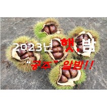 23년햇공주밤(대) 2kg ~8kg (9월4일 부터 순차 발송), 1개, 6kg