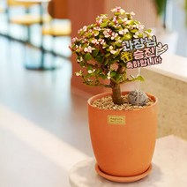 핑크아악무 은행목 생일 승진 개업 축하 화분 선물, 생일축하해