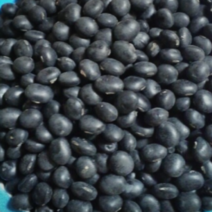 (성실)속파란 서리태콩 1kg(씨앗종자 사용가능), 1개