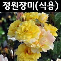 식용장미/라즈베리 나무 묘목 화분 1개/정원/공원/조경수