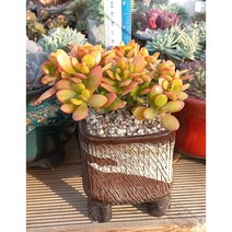 늘꽃다육 황금염좌 분체배송. 키우기쉬운국민다육 다육식물 다육 다육이 화분