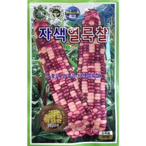 자색얼룩찰 옥수수씨앗 80립