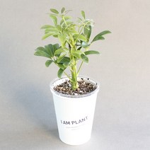 아이엠플랜트 업사이클링화분 실내공기정화식물 모음, 식물만, 10.홍콩야자