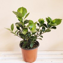 치자나무7 꽃치자나무 향기좋은 향수꽃 꽃치자 향기좋은식물, 1개